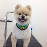ポメラニアン　チョコ君２６６